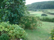 Wald